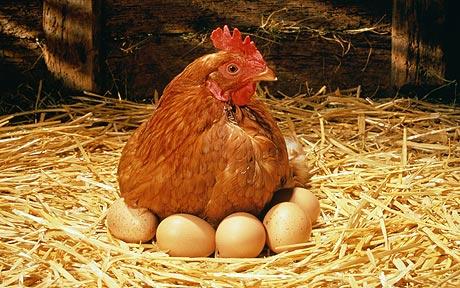 Hen-eggs_
