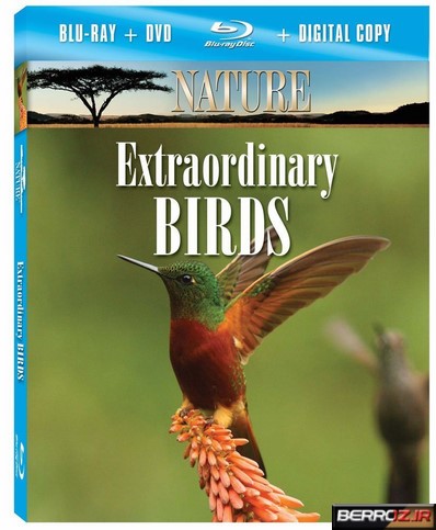 Extraordinary-Birds