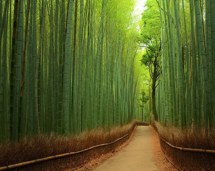 Bamboo-Street