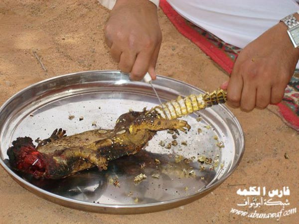 Eating Lizards Arab Emirates 13