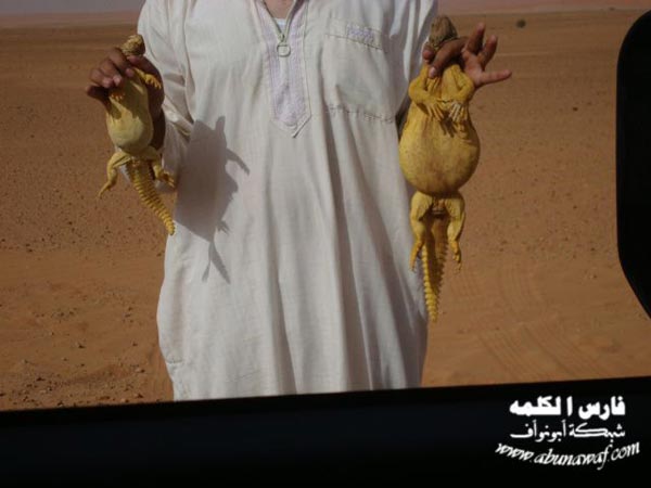 Eating Lizards Arab Emirates 4