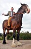 بلندقدترین اسب دنیا با 3 متر قد !