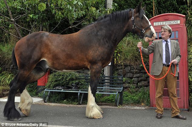 Tallest horse 4