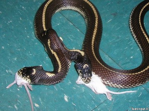 two-headed-snake (4)