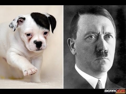 Resemblance to Adolf Hitler's dog (1)