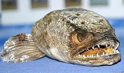 Carnivorous fish (11)