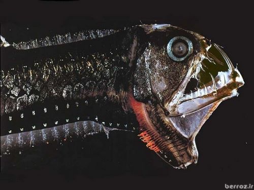 Carnivorous fish (14)