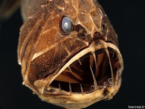 Carnivorous fish (15)
