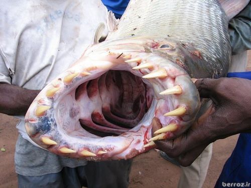 Carnivorous fish (9)