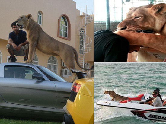 http://instagram.com/alfahaad314 http://instagram.com/humaidalbuqaish The Rich Guys With Lions Of Instagram Big cats are the hottest status symbol for wealthy young men in the Persian Gulf. Instagramming your cheetah in a Lamborghini is the new grammin