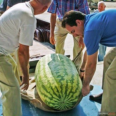 Gigantic Watermelon (Copy)