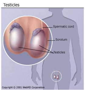 understanding_testicular_cancer_basics_testicles