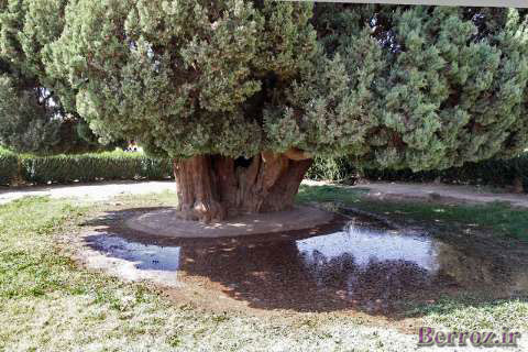 The-tree-of-Abarkoh-Cedar-in-Yazd