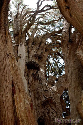 The-tree-of-Abarkoh-Cedar-in-Yazd1