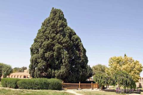 The-tree-of-Abarkoh-Cedar-in-Yazd2