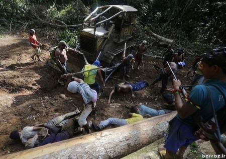 Photo fun - Wood smuggling (9)