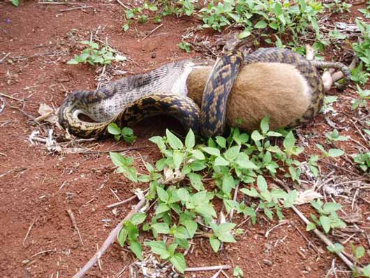 The Python eats a Kangaroo (2)
