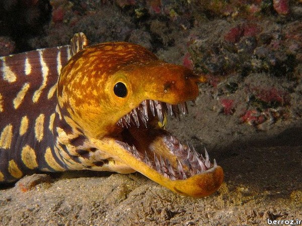 saber_toothed_moray_Carnivorous fish (1)