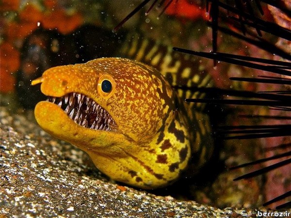 saber_toothed_moray_Carnivorous fish (2)