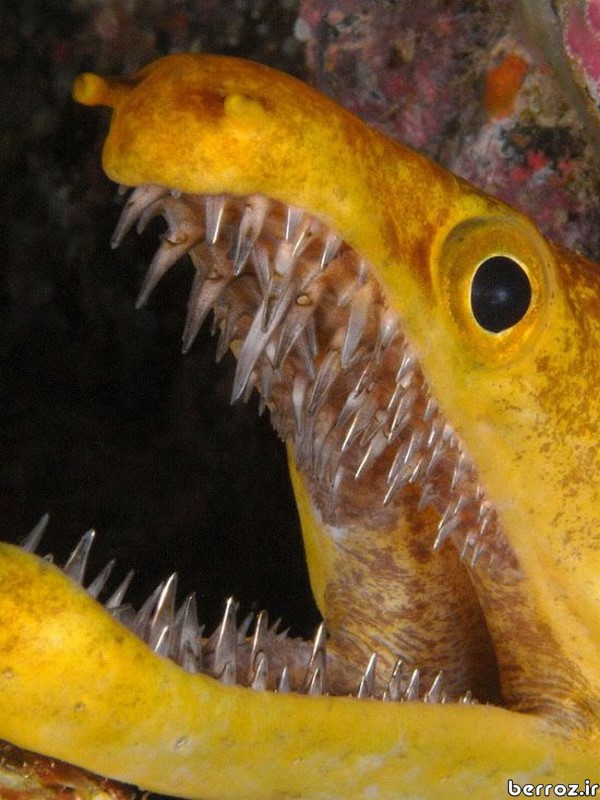 saber_toothed_moray_Carnivorous fish (3)