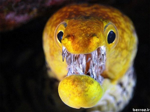 saber_toothed_moray_Carnivorous fish (5)