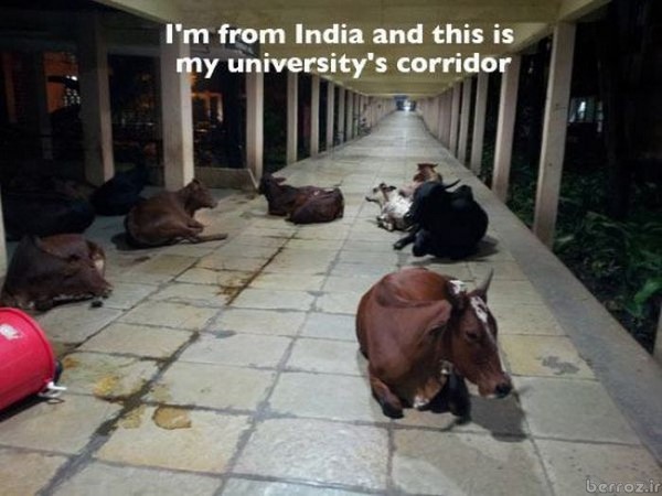 Funny and interesting photos from mainland India (11)