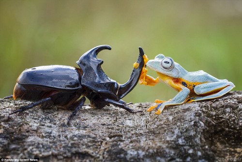 Interesting and hot photos Frog + beetle (3)