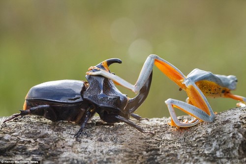 Interesting and hot photos Frog + beetle (4)