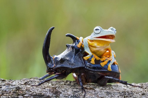 Interesting and hot photos Frog + beetle (5)