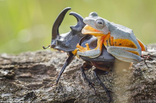Interesting and hot photos Frog + beetle (7)