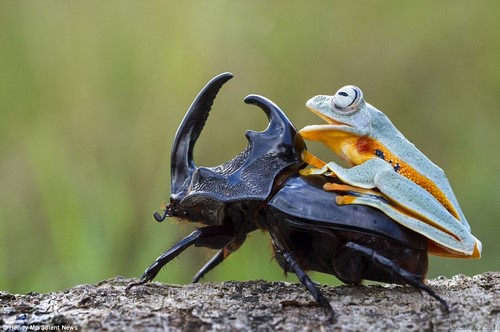 Interesting and hot photos Frog + beetle (9)