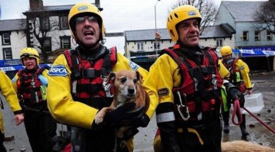 animals being rescued (13)
