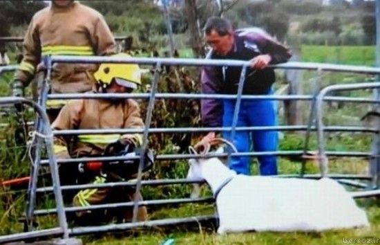 animals being rescued (2)