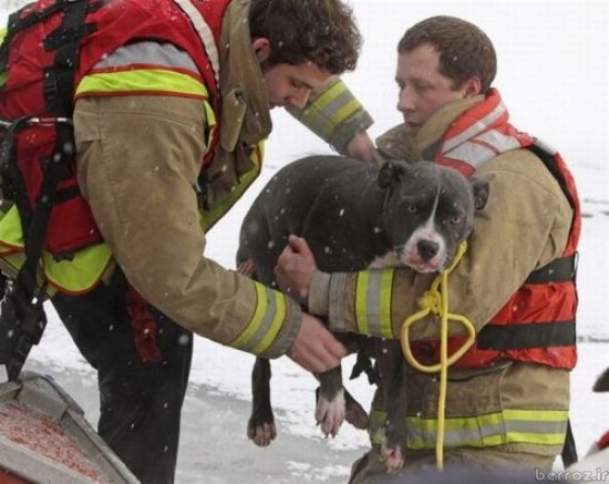 animals being rescued (3)