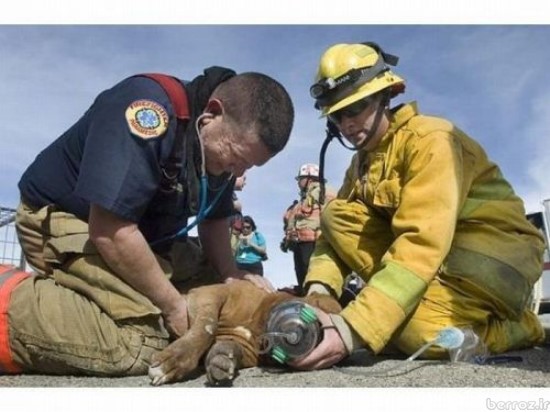 animals being rescued (6)