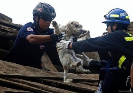 animals being rescued (8)