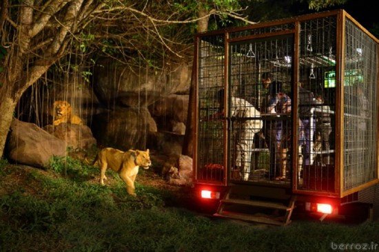 Zoo Night safari (1)