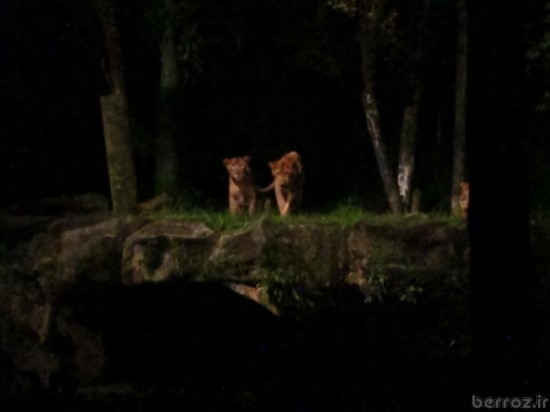 Zoo Night safari (10)