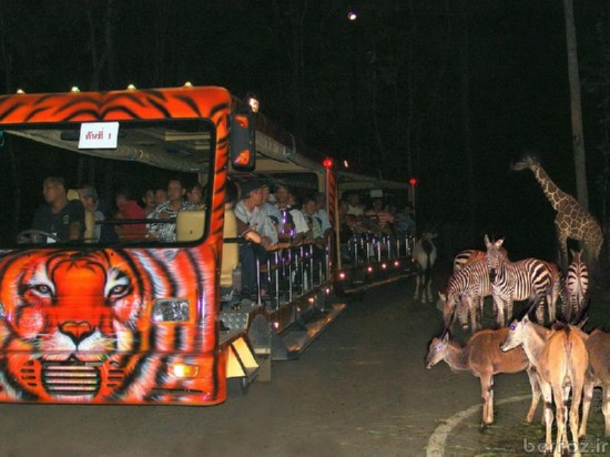 Zoo Night safari (12)