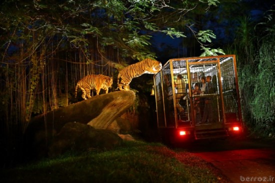 Zoo Night safari (2)