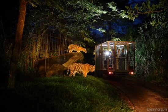 Zoo-Night-safari-berroz.ir