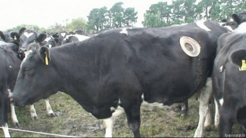 Cow-fistula-عکس عجیب