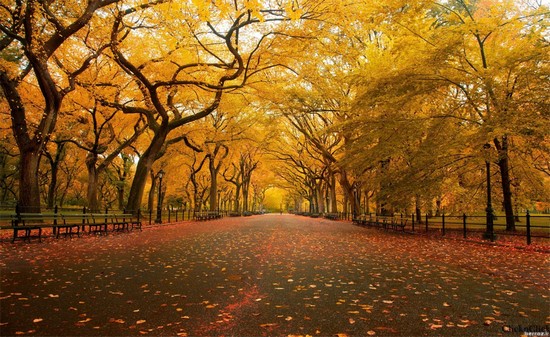 Pictures of nature -autumn-in-central-park