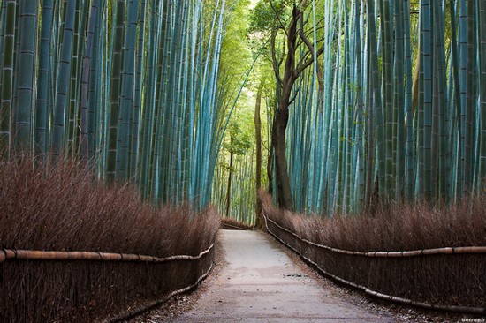 Pictures of nature -bamboo-forest-japan