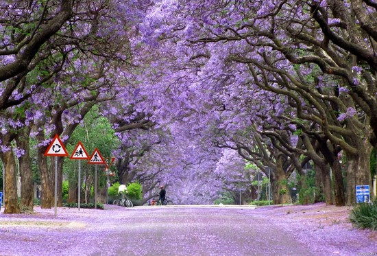 Pictures of nature -jacaranda-trees-in-bloom-south-africa