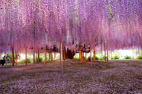 Pictures of nature-most-beautiful-wisteria-tree-in-the-world