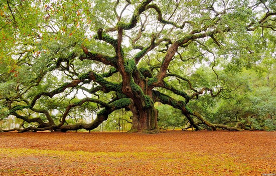 Pictures of nature -the-angel-oak-tree-charleston
