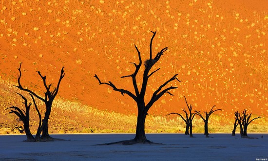 Pictures of nature -this-is-not-a-painting-dead-trees-park-namibia