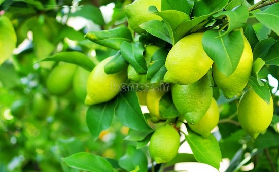 آب لیمو | خواص ابلیمو برای لاغری | مضرات آبلیمو | خواص آبلیمو و عسل